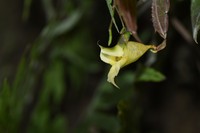 Impatiens nyimana