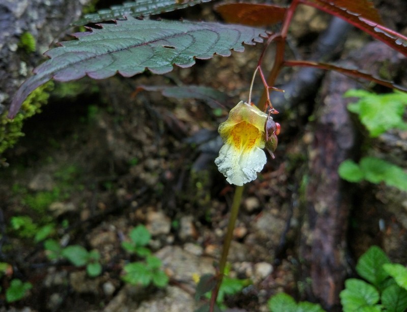 Impatiens nyimana photo 2