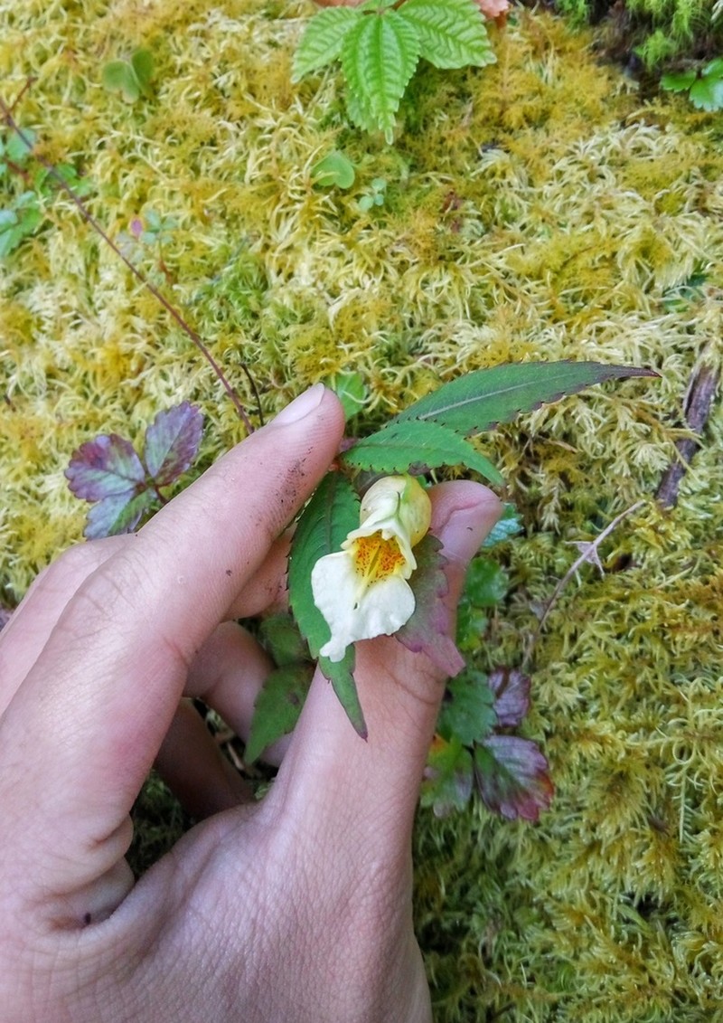 Impatiens nyimana photo 3