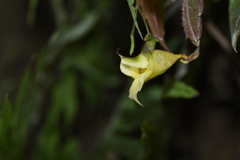 Impatiens nyimana photo 5