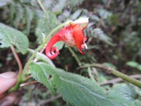 Impatiens nyungwensis