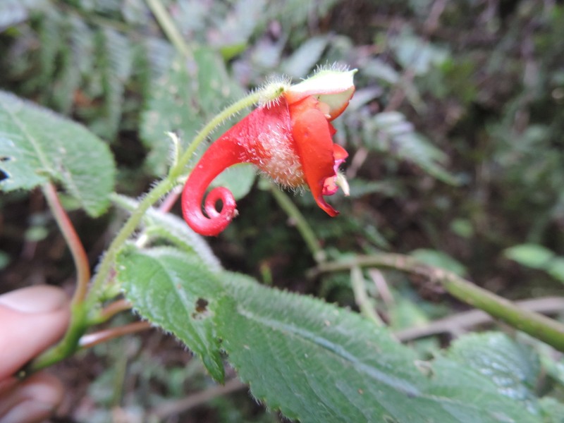 Impatiens nyungwensis