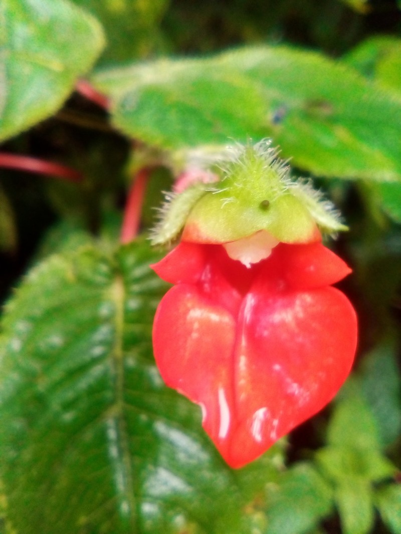Impatiens nyungwensis photo 2