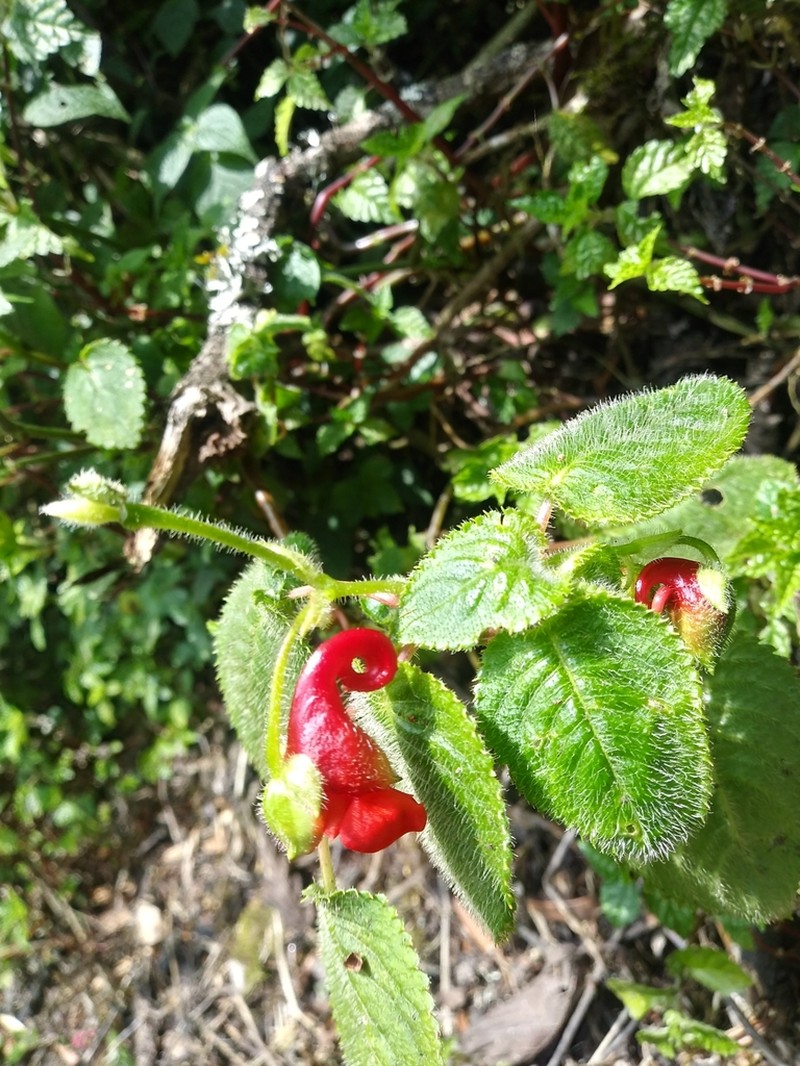 Impatiens nyungwensis photo 3