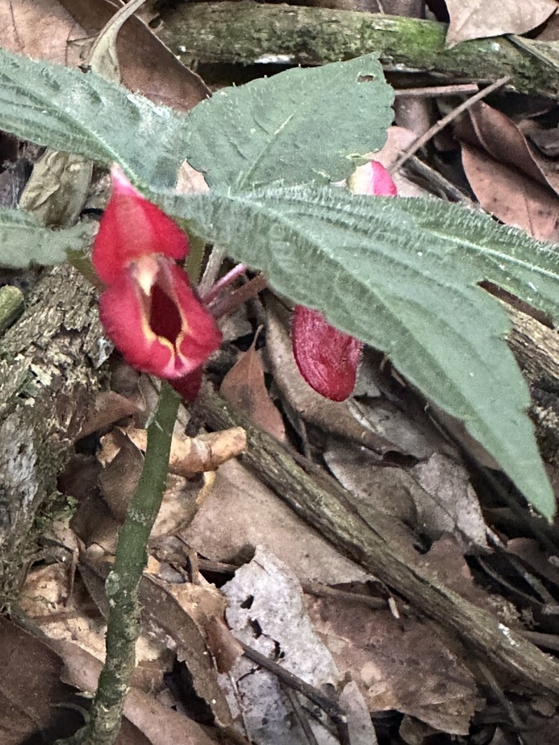 Impatiens nyungwensis photo 4