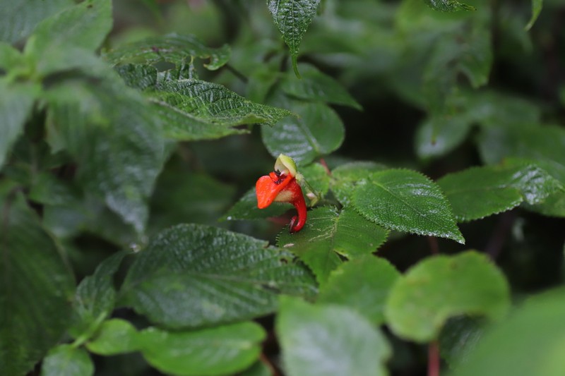 Impatiens nyungwensis photo 5