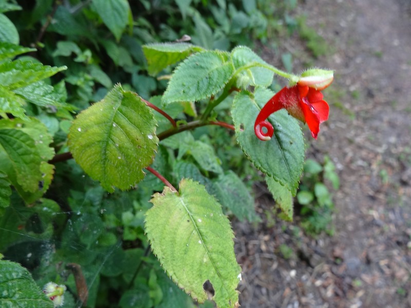 Impatiens nyungwensis photo 7