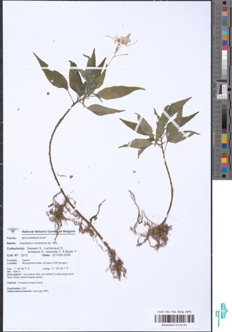 Impatiens nzabiana