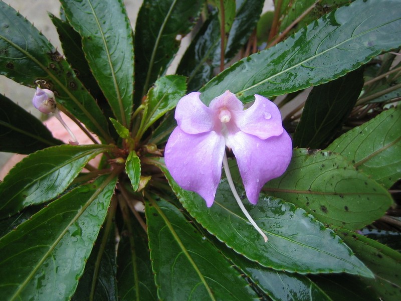 Impatiens nzoana