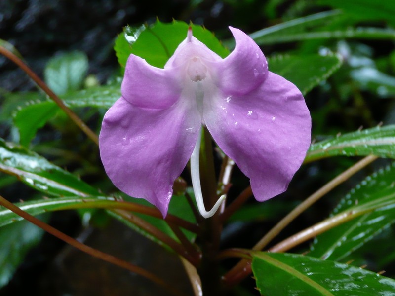 Impatiens nzoana photo 2