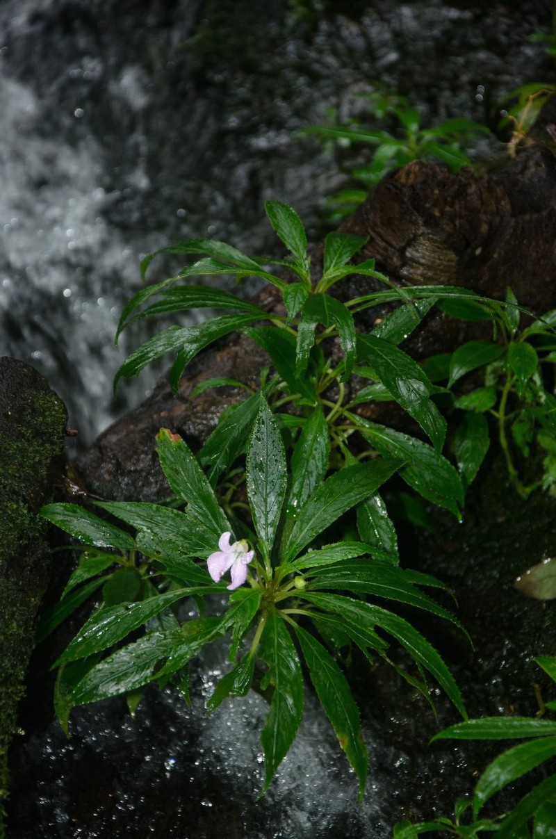Impatiens nzoana photo 4