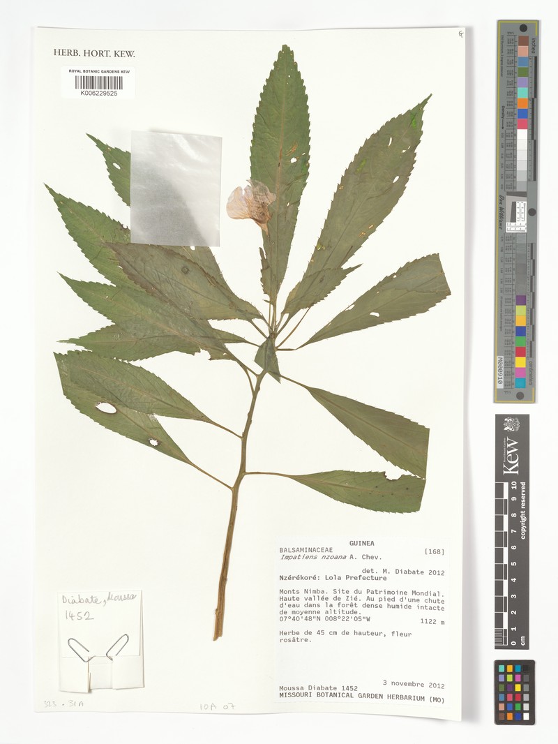 Impatiens nzoana subsp. nzoana