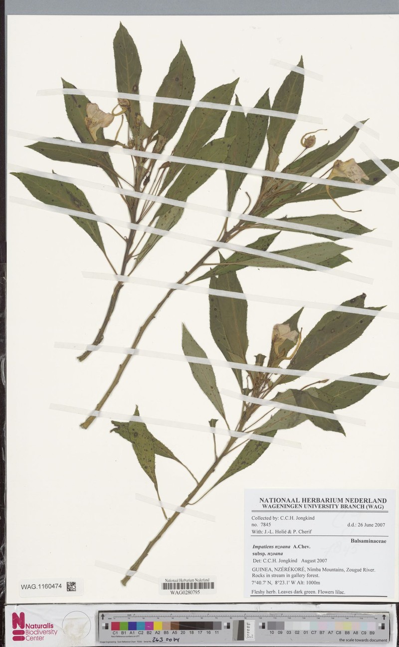 Impatiens nzoana subsp. nzoana photo 2