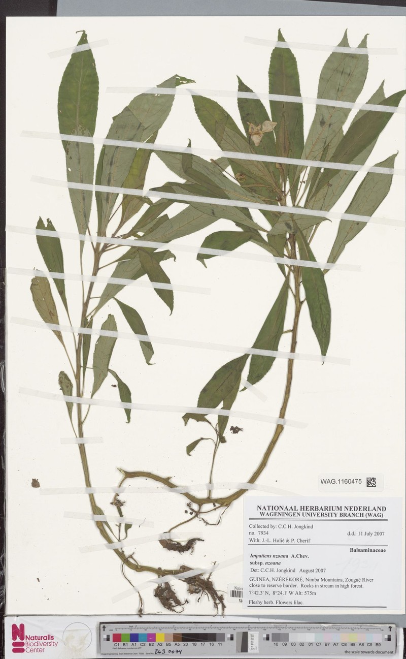 Impatiens nzoana subsp. nzoana photo 3