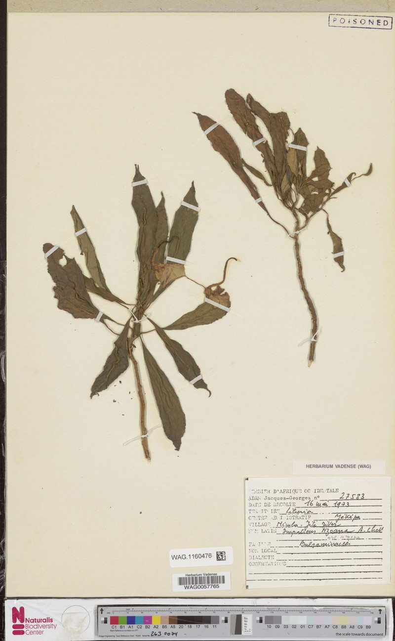 Impatiens nzoana subsp. nzoana photo 4