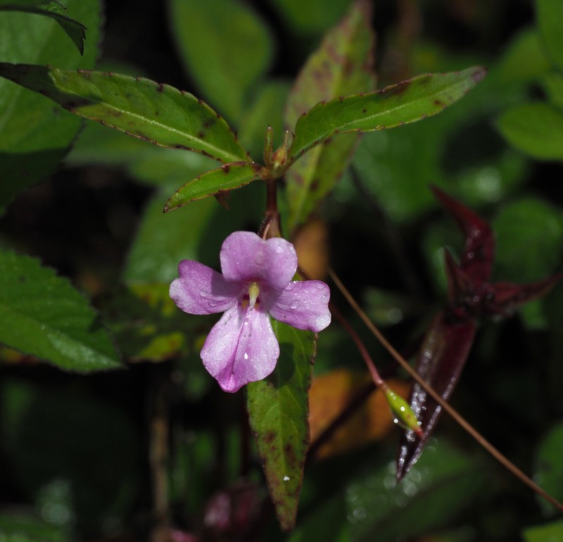 Impatiens oblongata