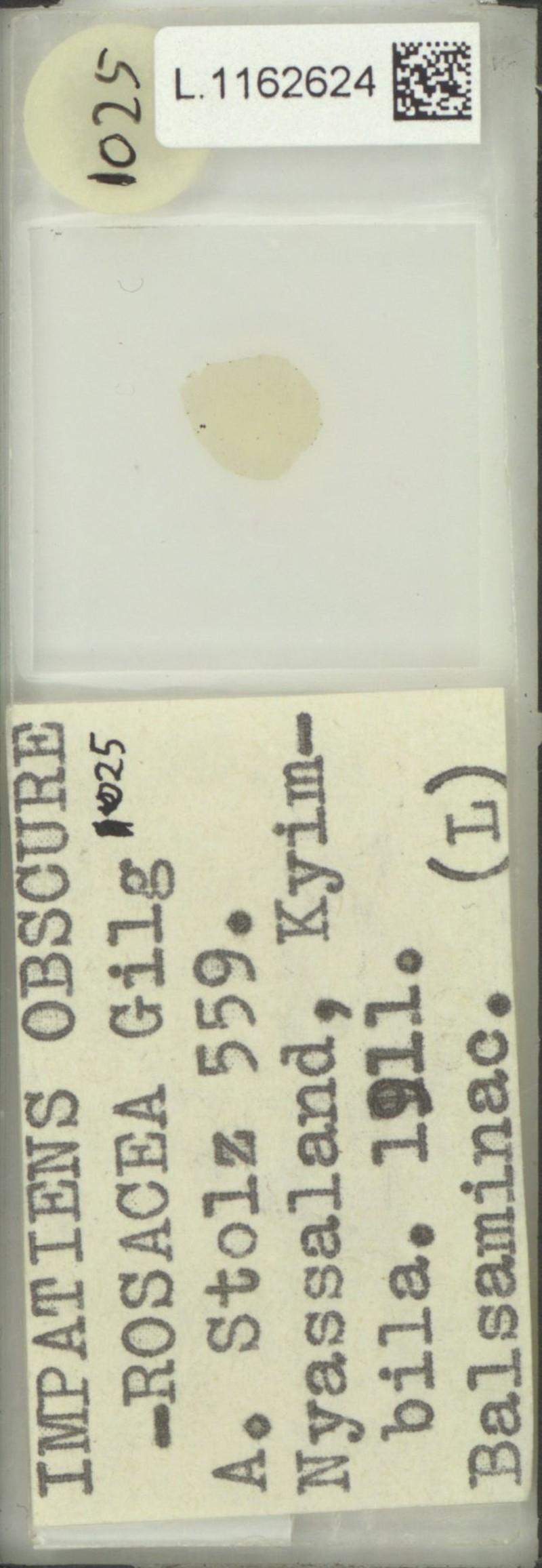 Impatiens obscura