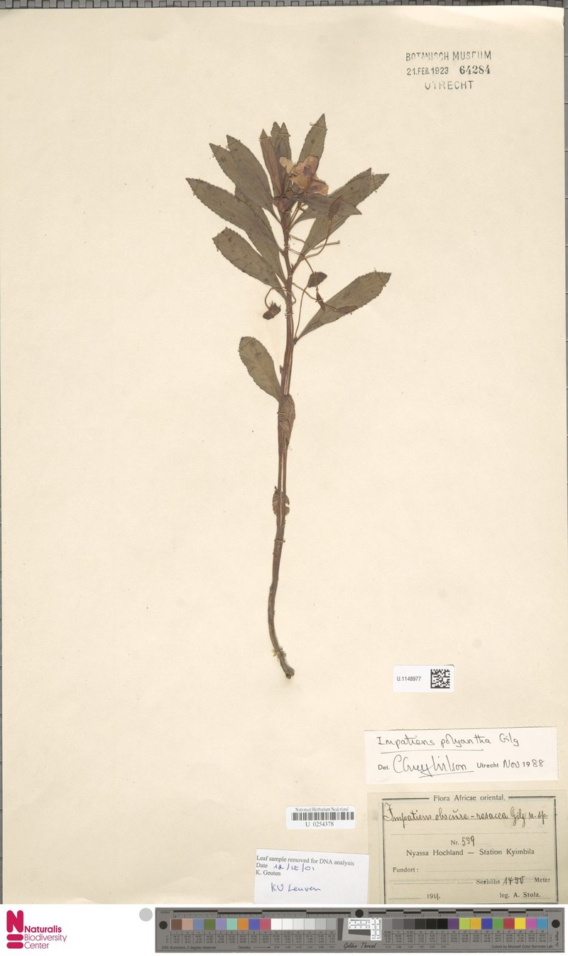 Impatiens obscura photo 2