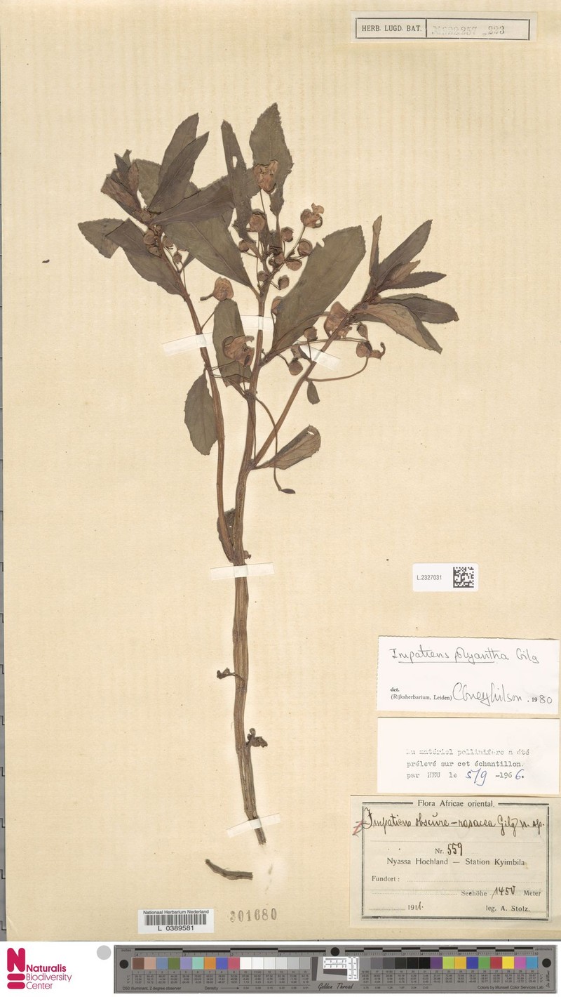 Impatiens obscura photo 3