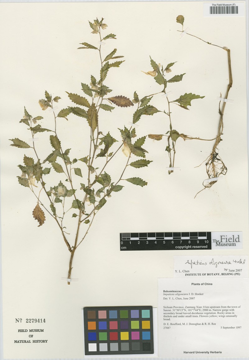 Impatiens oligoneura