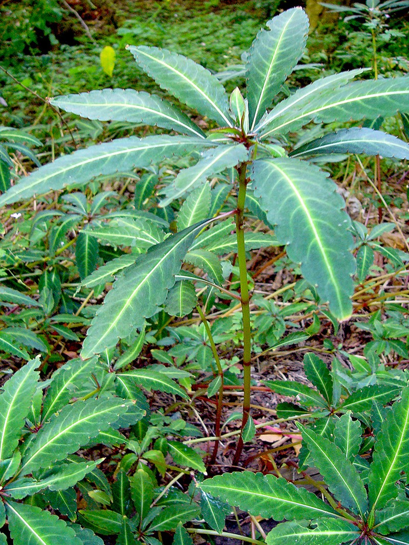 Impatiens omeiana