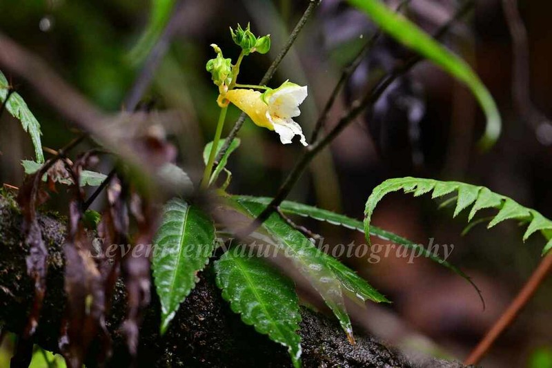 Impatiens omeiana photo 2