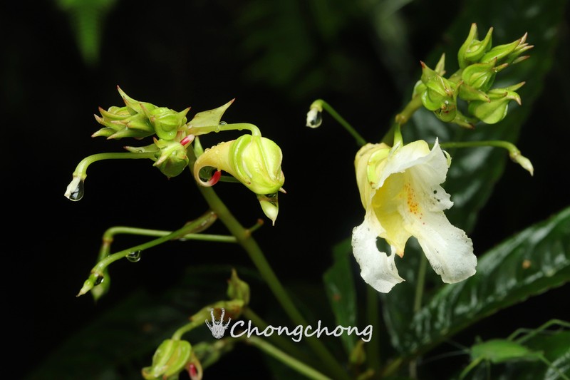 Impatiens omeiana photo 3