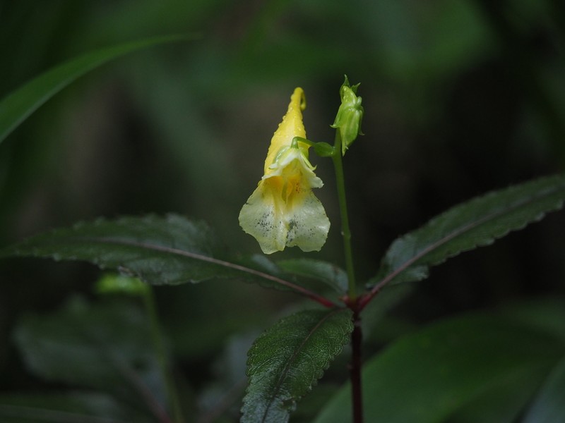 Impatiens omeiana photo 4