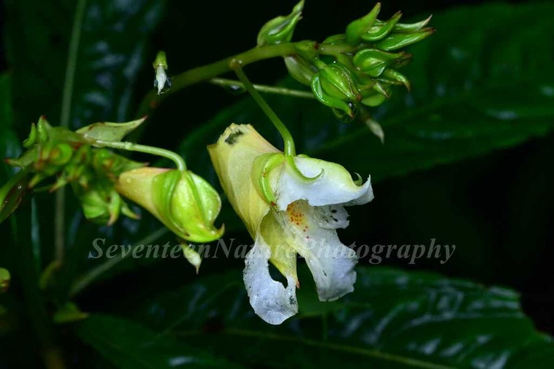 Impatiens omeiana photo 5