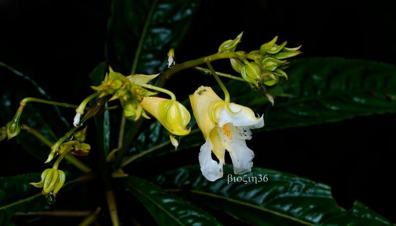 Impatiens omeiana photo 6
