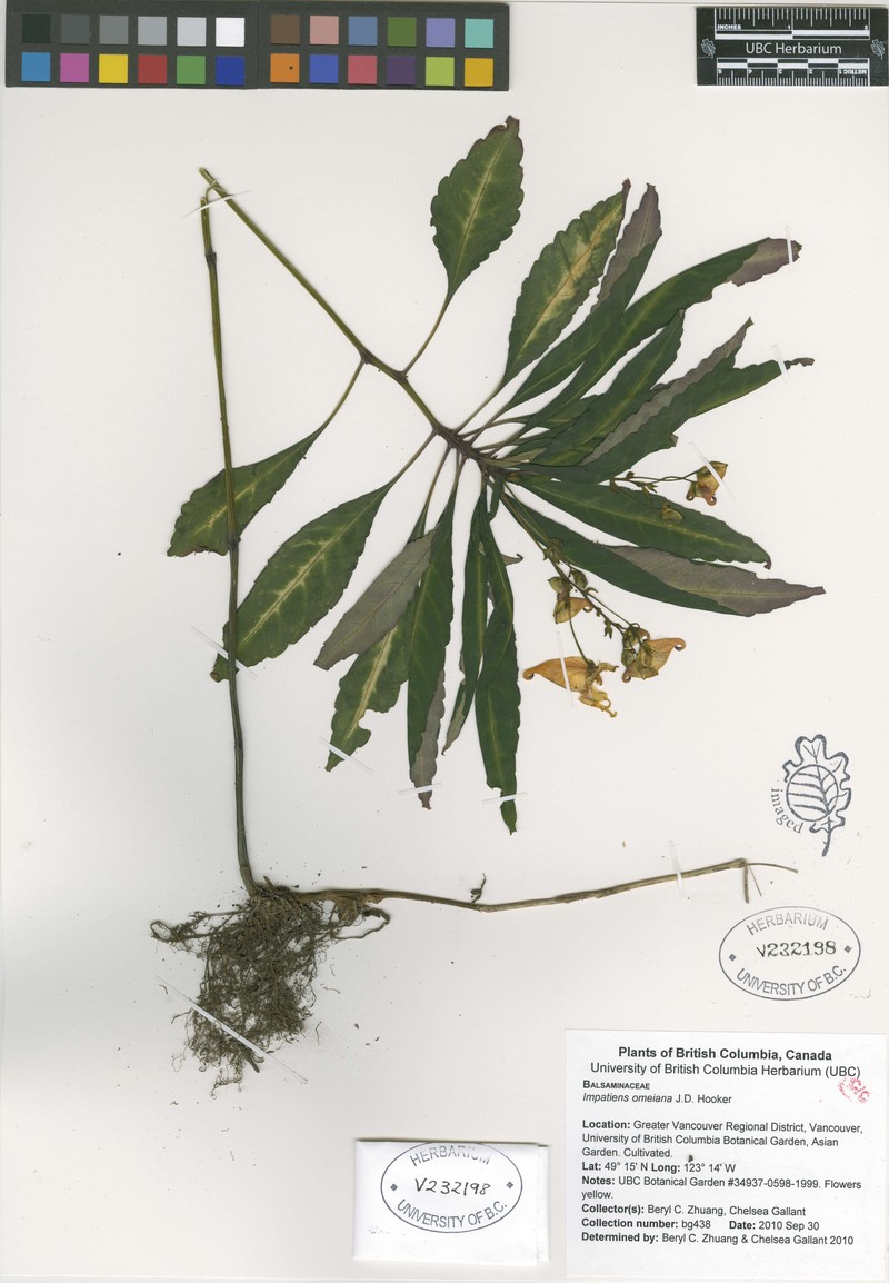 Impatiens omeiana photo 7