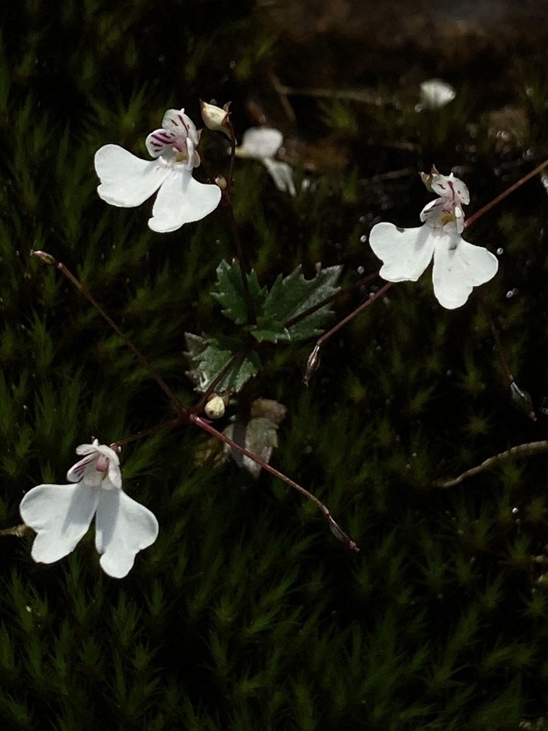 Impatiens omissa
