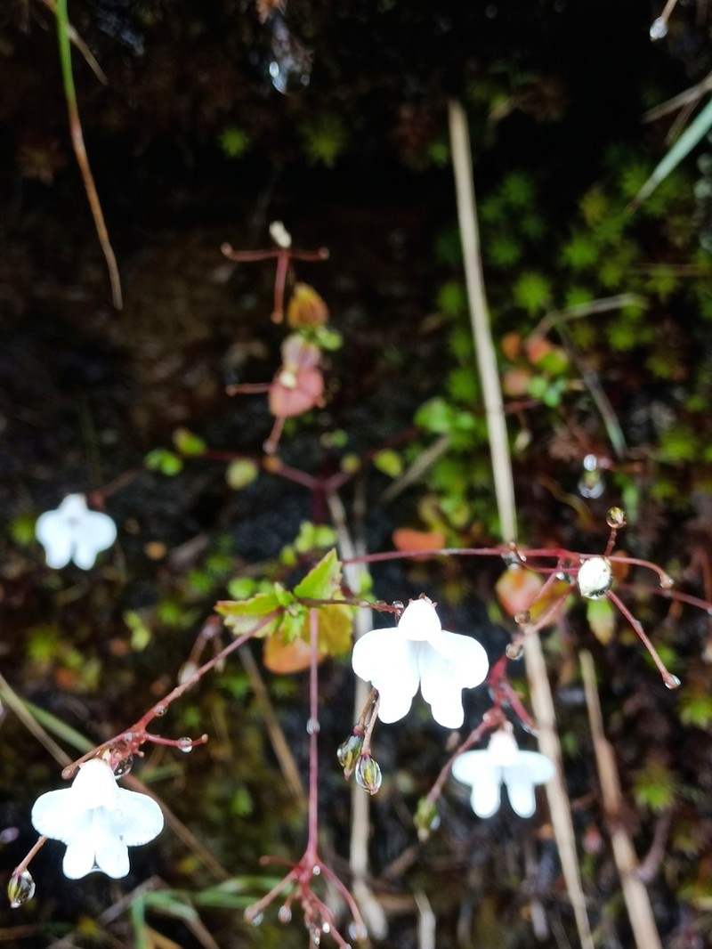 Impatiens omissa photo 2
