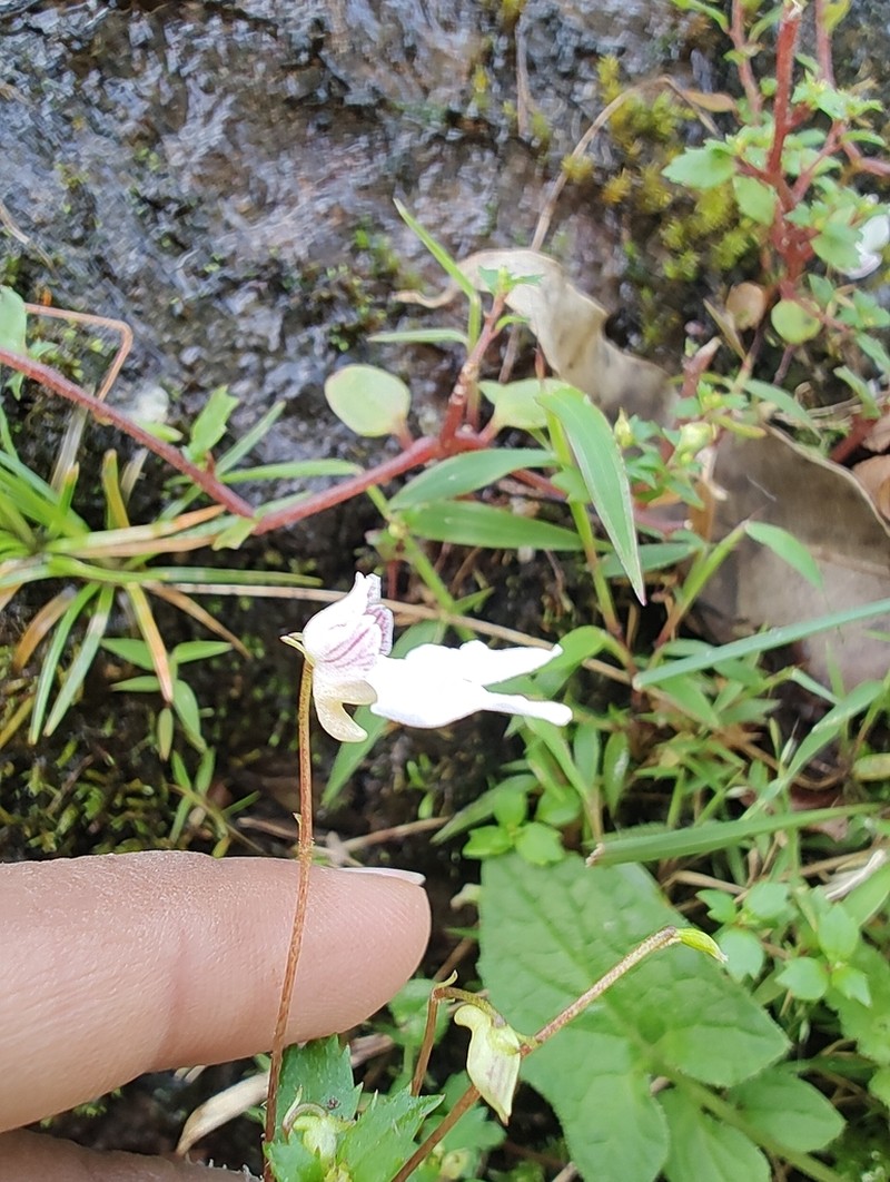 Impatiens omissa photo 5