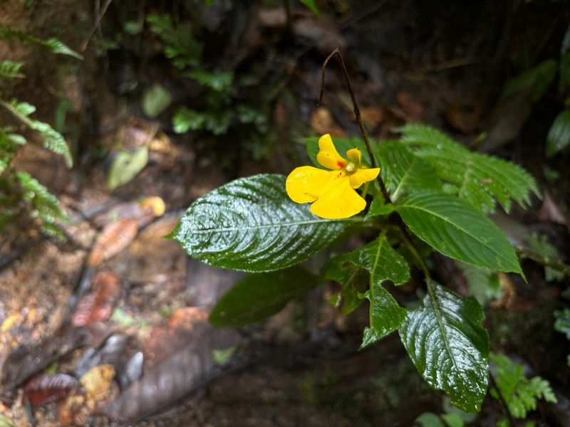 Impatiens oncidioides photo 2
