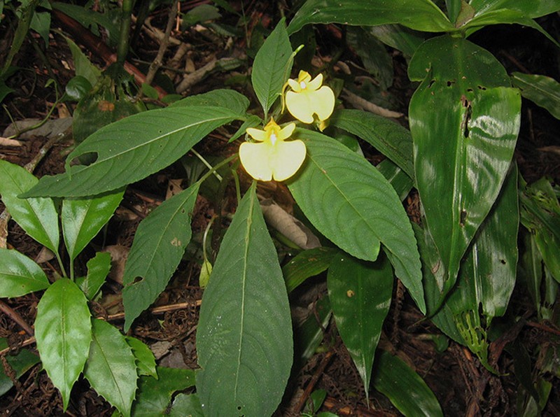 Impatiens oncidioides photo 3