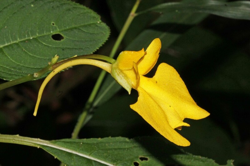 Impatiens oncidioides photo 4