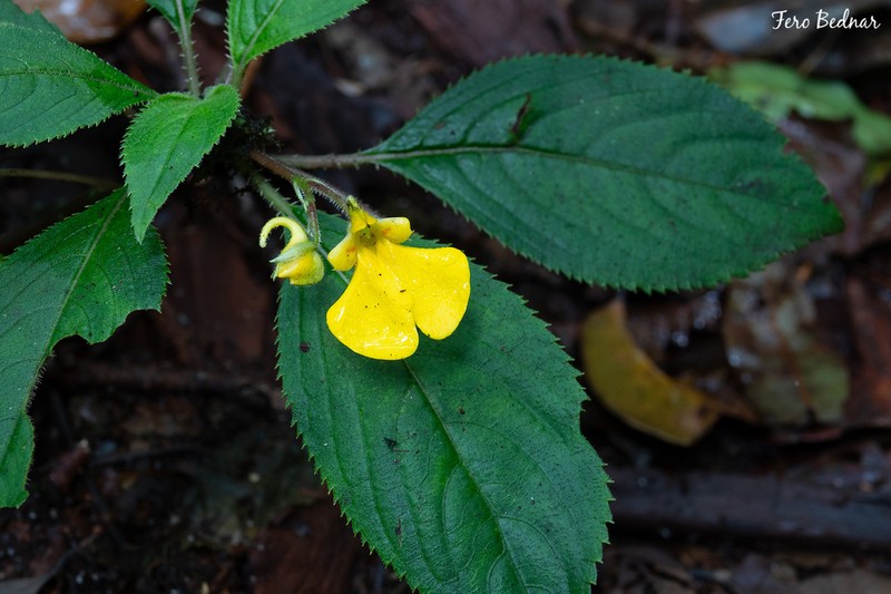 Impatiens oncidioides photo 5