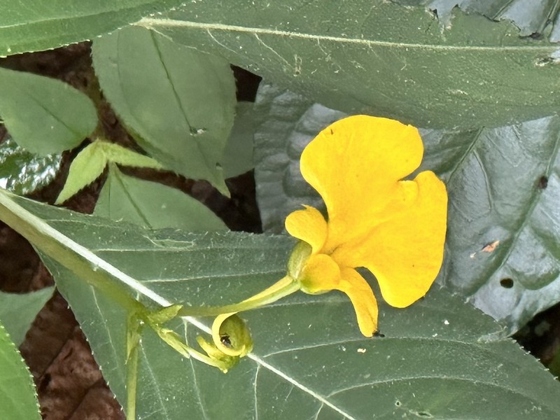 Impatiens oncidioides photo 6