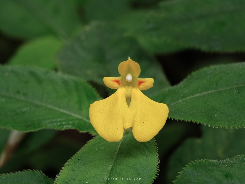Impatiens oncidioides photo 7