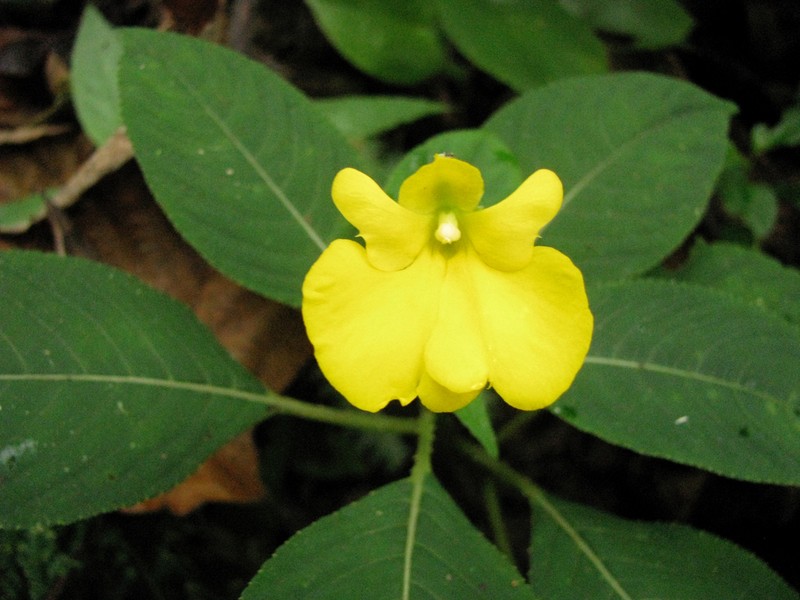 Impatiens oncidioides photo 8
