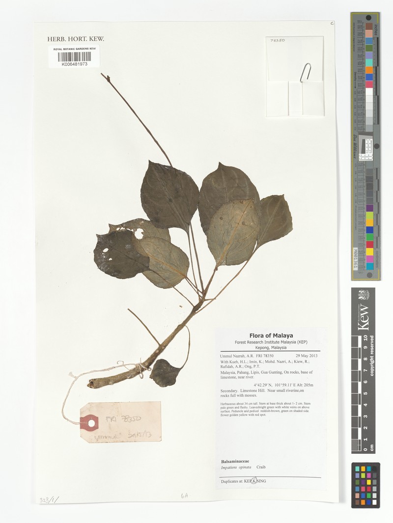 Impatiens opinata