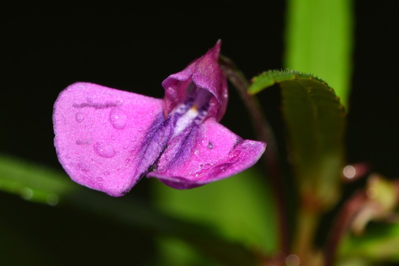 Impatiens oppositifolia photo 2