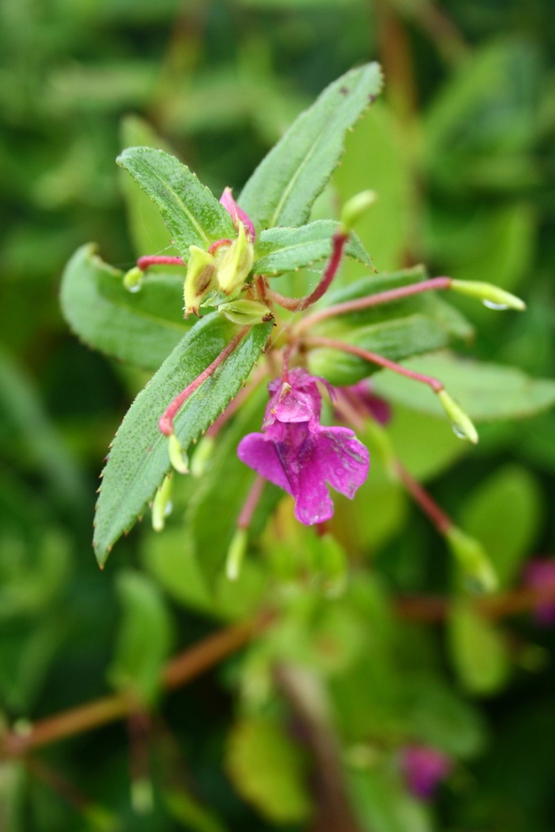 Impatiens oppositifolia photo 3