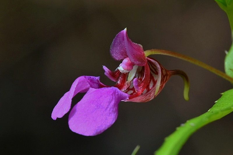 Impatiens oppositifolia photo 4