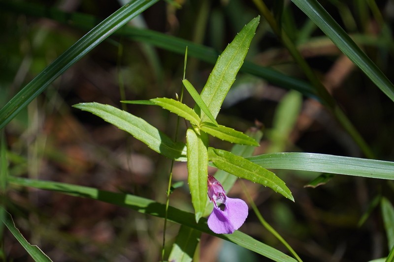 Impatiens oppositifolia photo 5