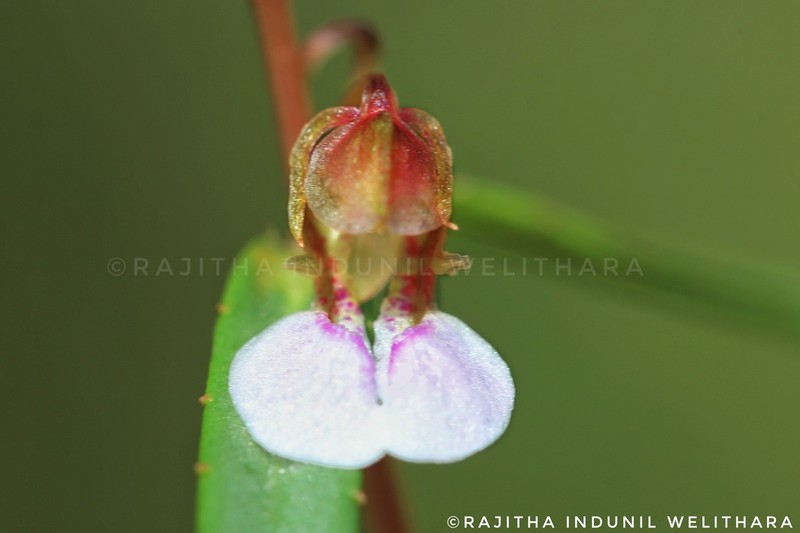 Impatiens oppositifolia photo 6