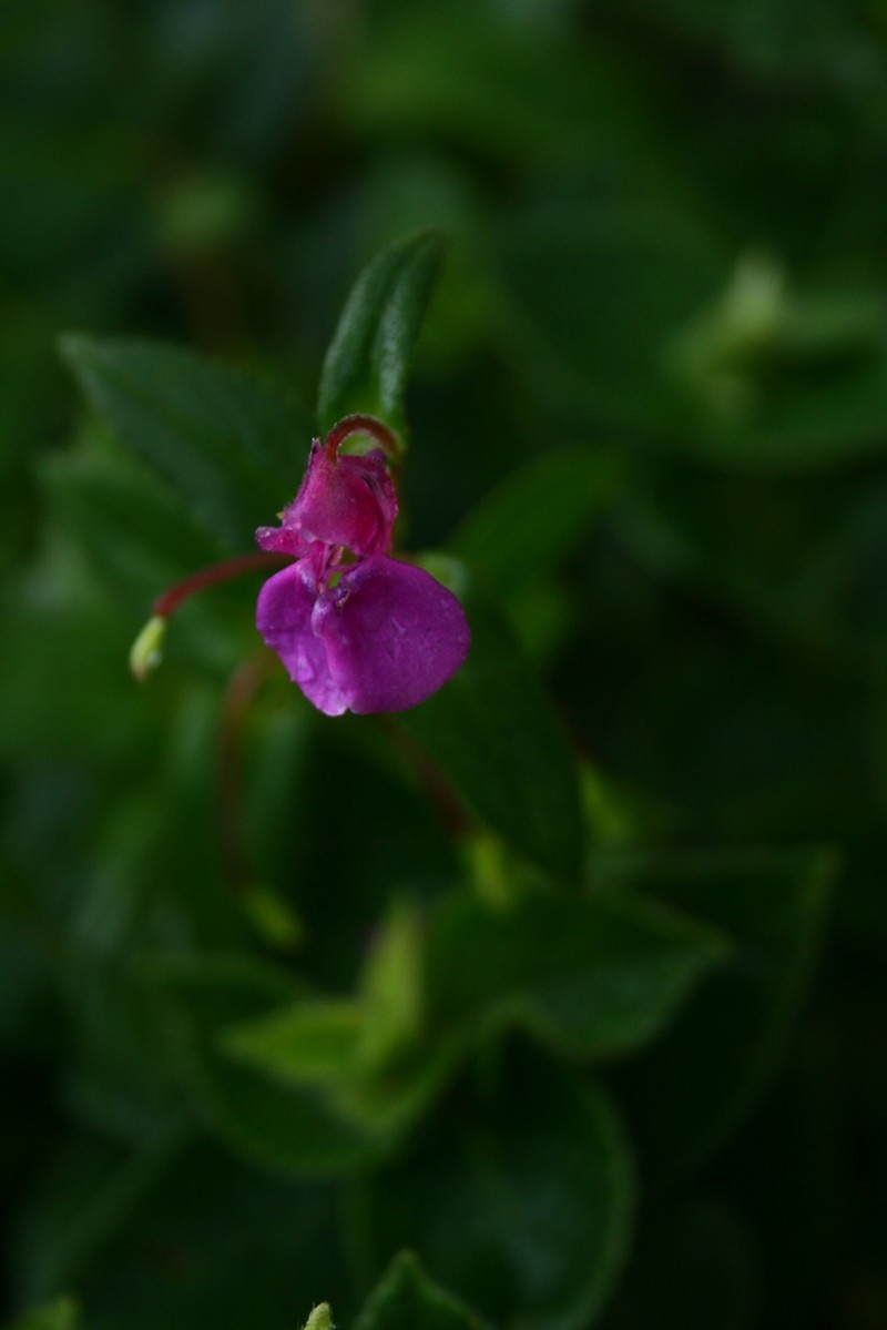 Impatiens oppositifolia photo 7