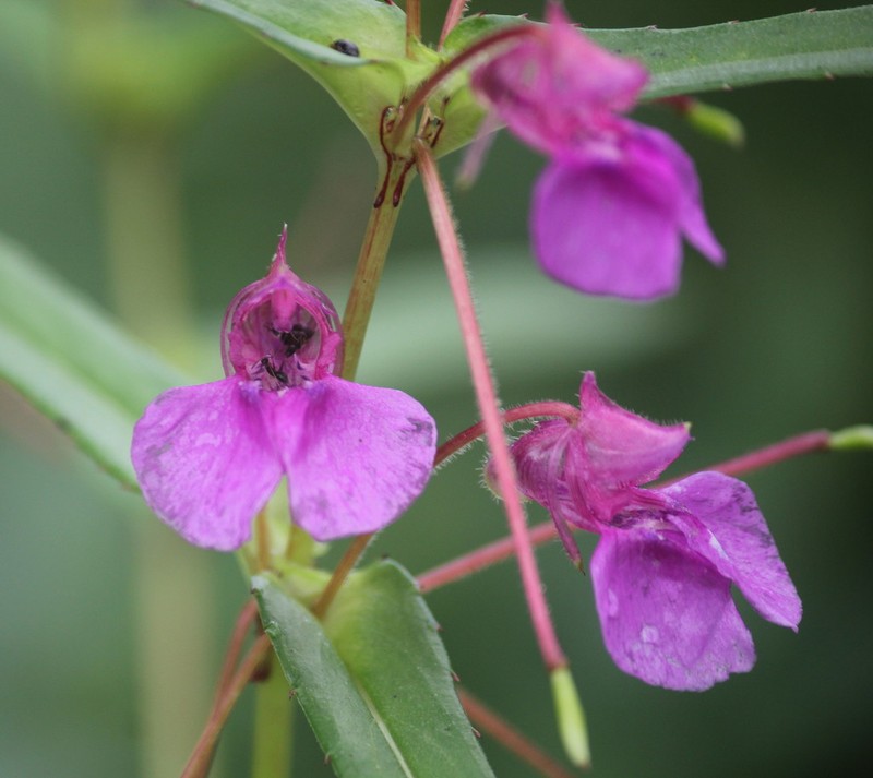 Impatiens oppositifolia photo 8