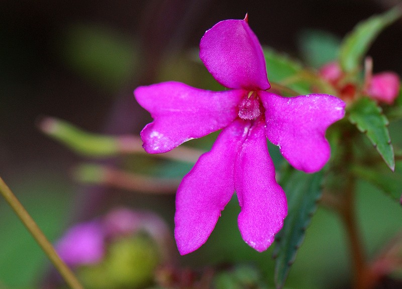Impatiens oreocallis